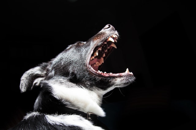 dog aggressively barking with mouth open and teeth showing